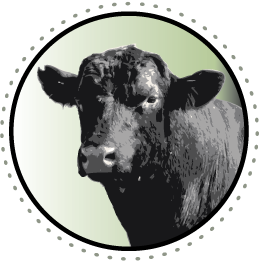 sweetwater cow